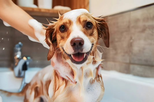 Dog taking bath at home