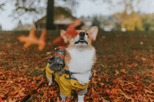 Corgi in a raincoat standing on backyard grass covered in red maple leaves