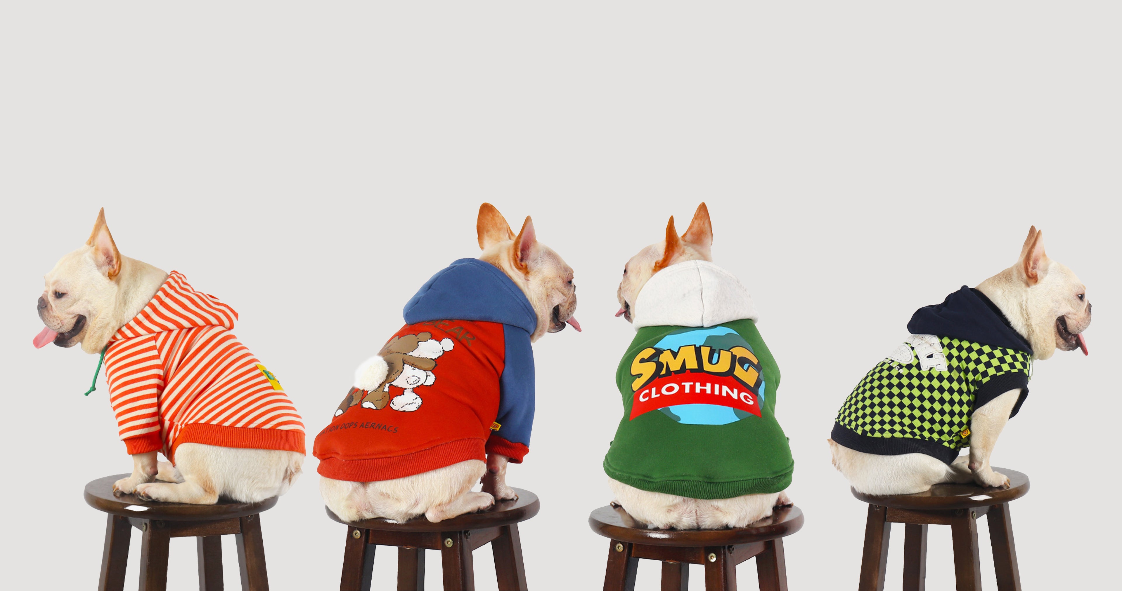 Slideshow: French Bulldogs in Assorted Hoodies